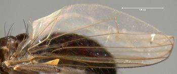 Media type: image;   Entomology 13092 Aspect: wing